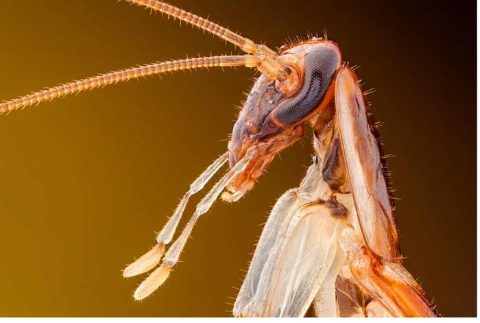 Cucaracha Alemana