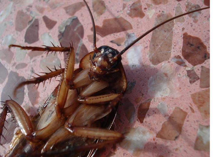 Cucaracha Americana