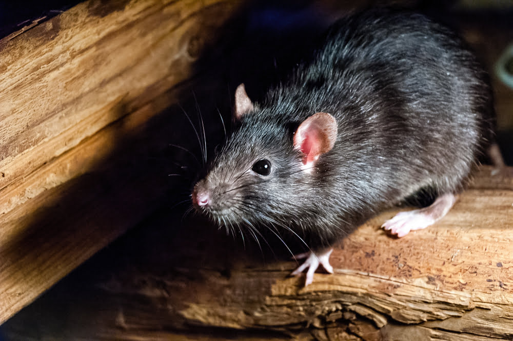 Ratas y Ratones
